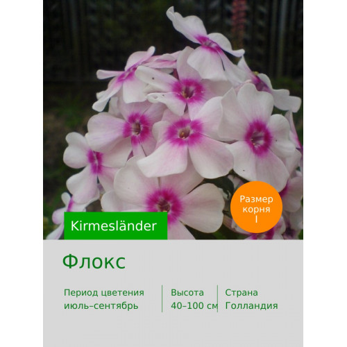 Флокс Kirmesländer