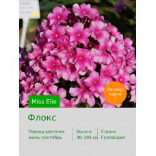 Флокс Miss Elie