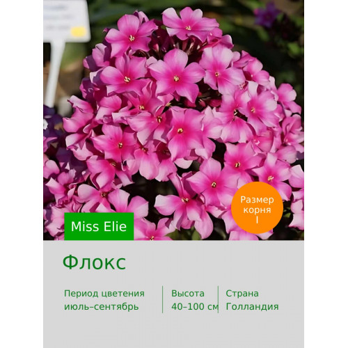 Флокс Miss Elie