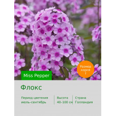 Флокс Miss Pepper