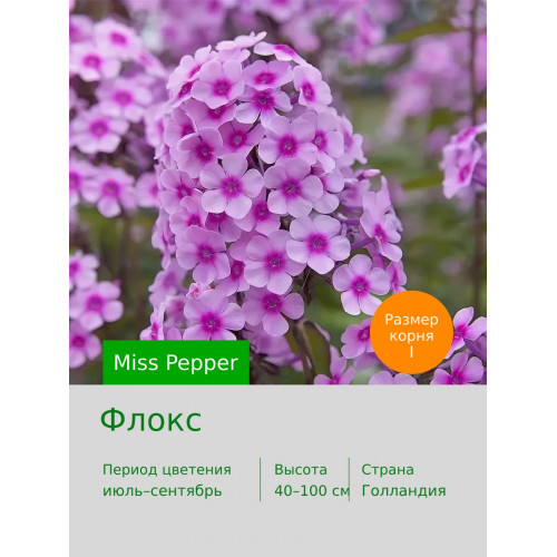 Флокс Miss Pepper