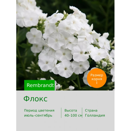 Флокс Rembrandt