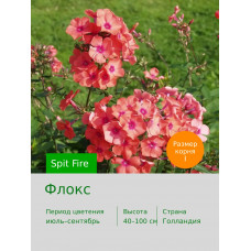 Флокс Spit Fire