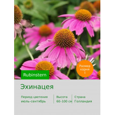 Эхинацея Rubinstern