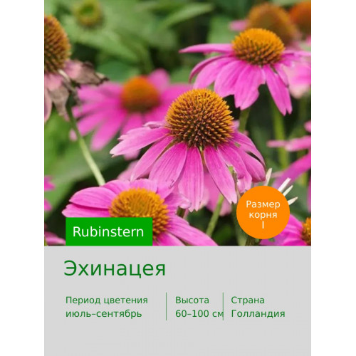 Эхинацея Rubinstern