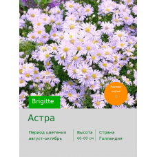 Астра (Aster) Brigitte