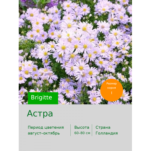 Астра (Aster) Brigitte