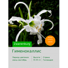 Гименокаллис Zwanenburg