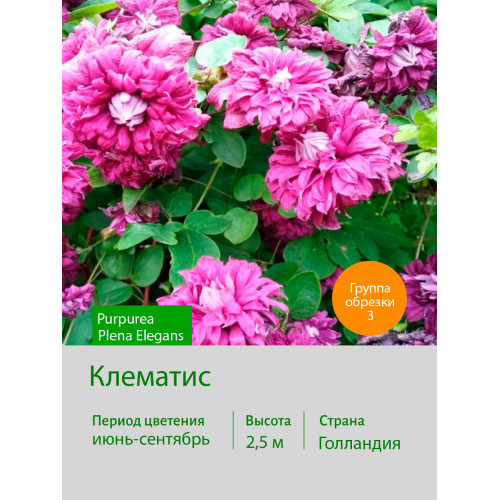 Клематис  Purpurea Plena Elegans
