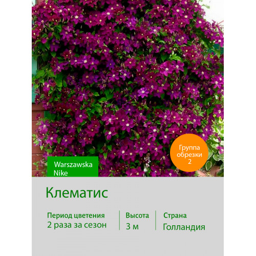 Клематис Warszawska Nike