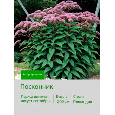 Посконник (Eupatorium) Atropurpureum I