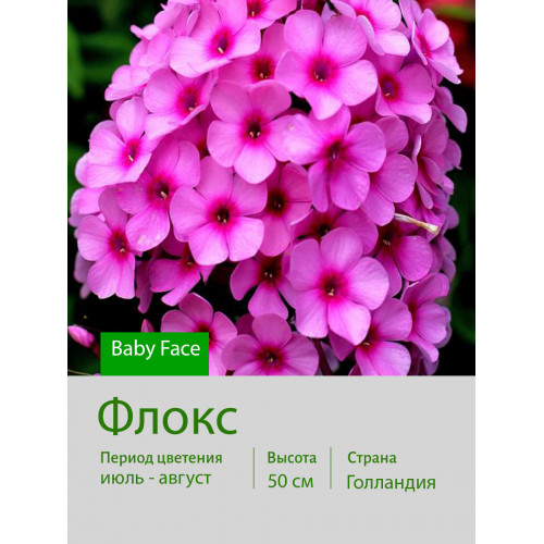 Флокс Baby Face