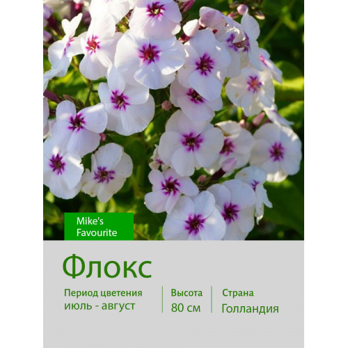 Флокс Mike's Favourite