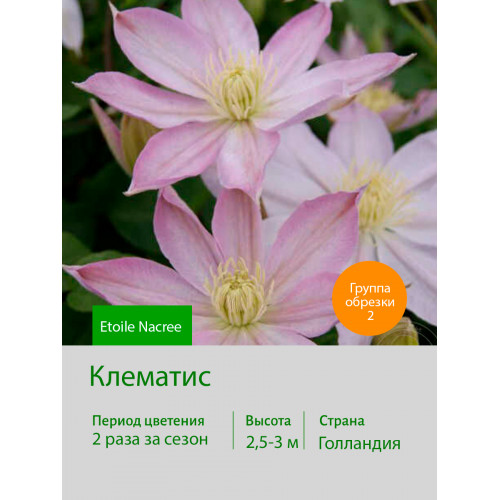Клематис  Etoile Nacree